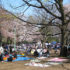 札幌円山公園の桜　2010